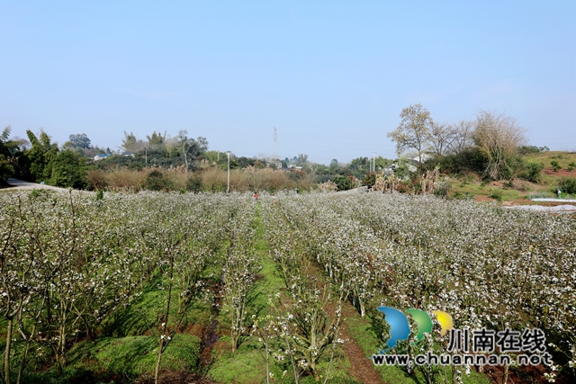 3月14日，在位于泸州市龙马潭区金龙镇曹坝村水果产业园区，360余亩梨花已进入盛花期，一朵朵雪白莹润、素雅淡然的梨花汇成花的海洋，让人赏心悦目。+(3).JPG