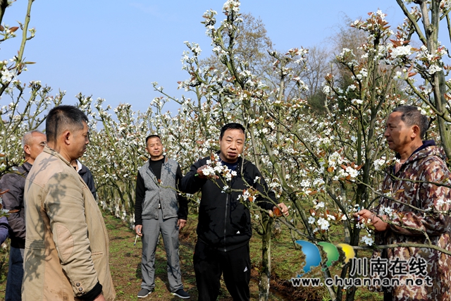 梨树下，金龙镇农业技术服务中心农业技术推广员邱中权正在介绍人工授粉注意事项。.JPG