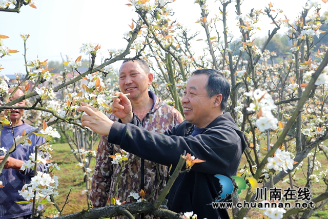 龙马潭：梨花正飘香，果农授粉忙！