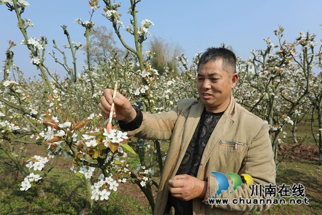 村民正在人工授粉+(1).JPG