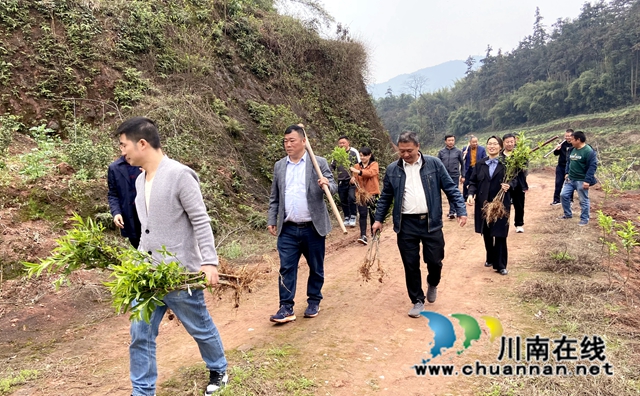 种一片桃林，献一份爱心！民建纳溪区基层委为松林村种下200株桃树