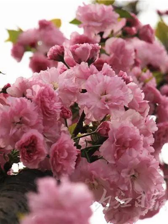 错过等一年！内江这条“樱花长廊”粉了，国风小姐姐的最爱