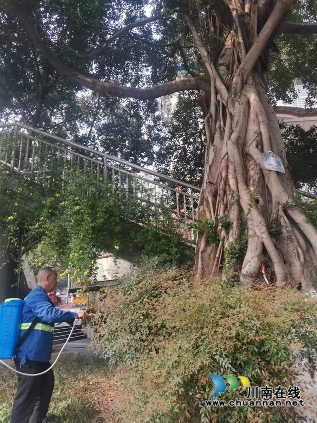 江阳区华阳街道：保护古树名木，弘扬生态文化