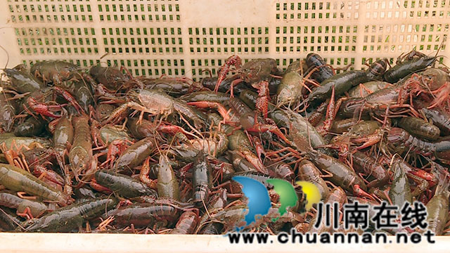 龙马潭区双加镇 ┃ 小龙虾抢“鲜”出水 尝“先”正当时
