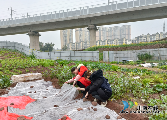 泸县玉蟾街道：禁种铲毒踏查筑牢禁毒防线