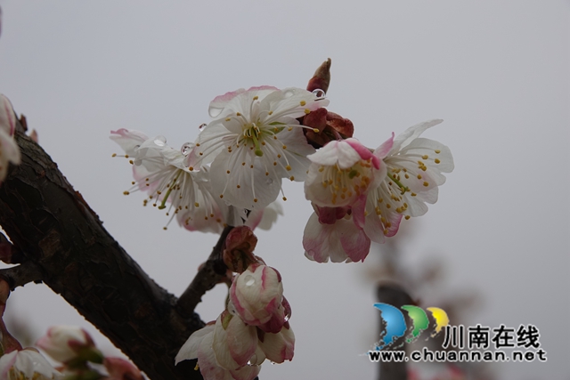 DSC04257.JPG