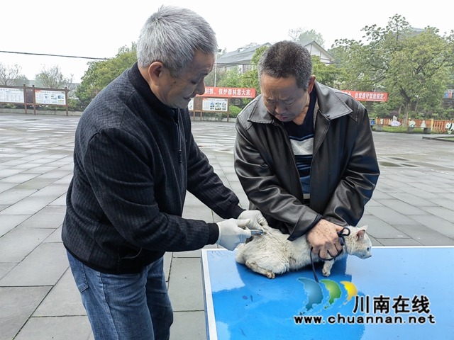 江阳区华阳街道西岸村:为宠物打狂犬疫苗进村(图3) 6498539981df039f91a67c07ca89dc7.jpg