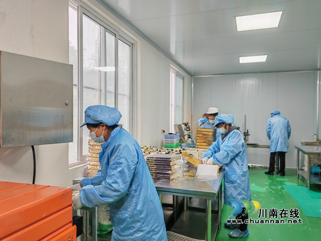 泸县:返乡卓玛花,富民桑葚果(图4) 桑葚酵素生产(曾佐然摄).jpg