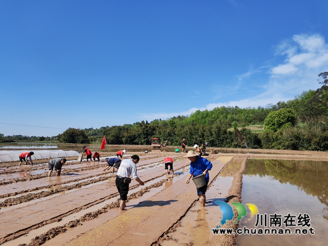 泸县2023年发展杂交水稻制种3.06万亩