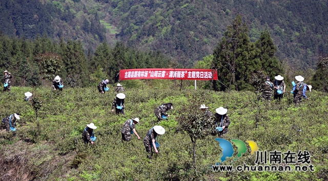山间云雾，清新画茶｜古蔺县国有林场主题党日活动采摘“明前茶”