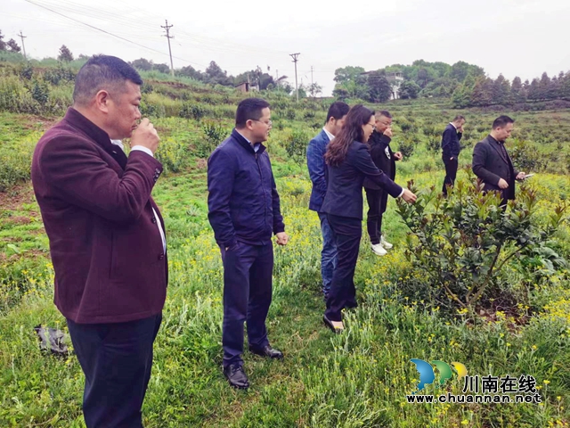 纳溪：种植中药材，让农民荷包鼓起来