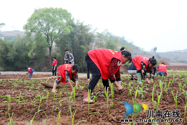 4月16日，在泸州市龙马潭区金龙镇有机糯红高粱集中移栽现场，记者看到，一株株刚入土的高粱新苗在微风下轻轻摇曳，村民们正忙着高粱移栽，挖坑、放苗、栽苗等，一切井然有序。+(4).jpg