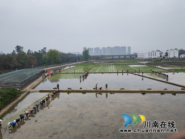 泸县：水稻+再生稻品种集中展示评价，打造全国再生稻第一大县