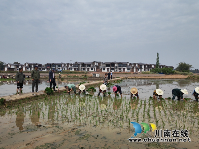 李耘（左一）指导插秧1（曾佐然摄）.jpg