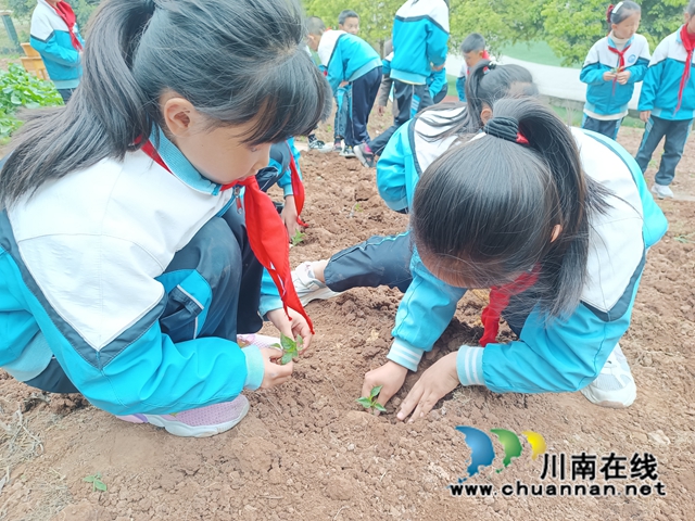 6.有了程师傅的悉心指导，孩子们个个跃跃欲试，干劲十足，不一会工夫，一块充满生机的菜地栽种完成。.jpg