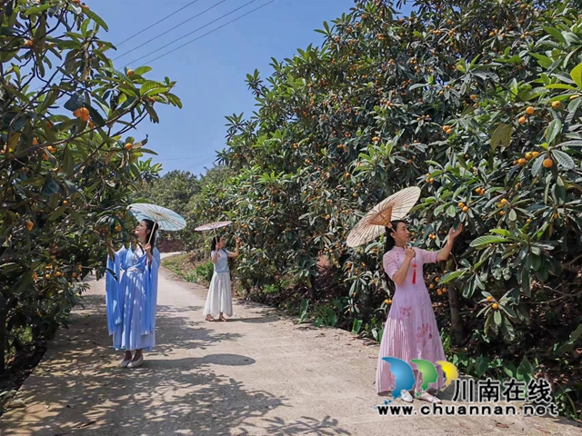 枇杷林成为打卡地（曾佐然摄）.jpg
