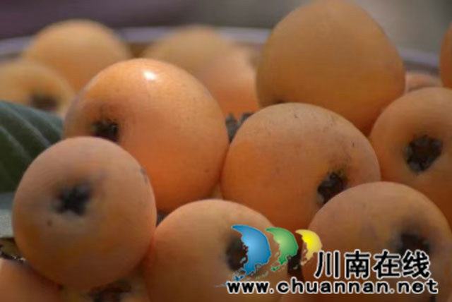 江畔海潮枇杷黄  甜蜜金果等你摘