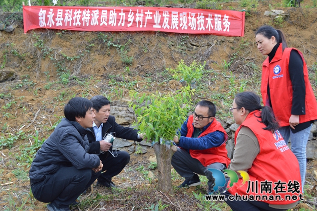 科技特派员查看果树成长情况.JPG