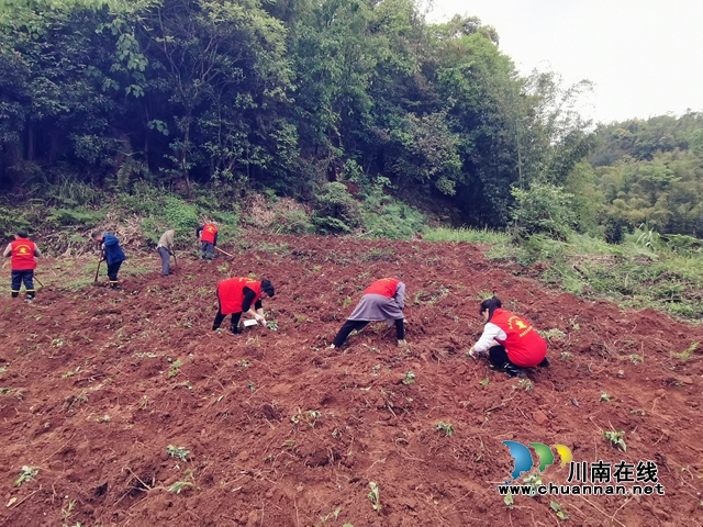 藏粮于地，牢牢把握粮食安全主动权｜叙永县向林镇人大代表在行动