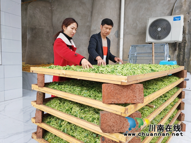 晾晒金银花，准备洪干（曾佐然摄）.jpg