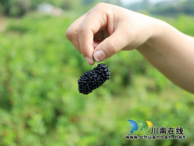 龙马潭:晚春桑葚挂满枝,迎来甜蜜采摘季(图3) 匆1.jpg