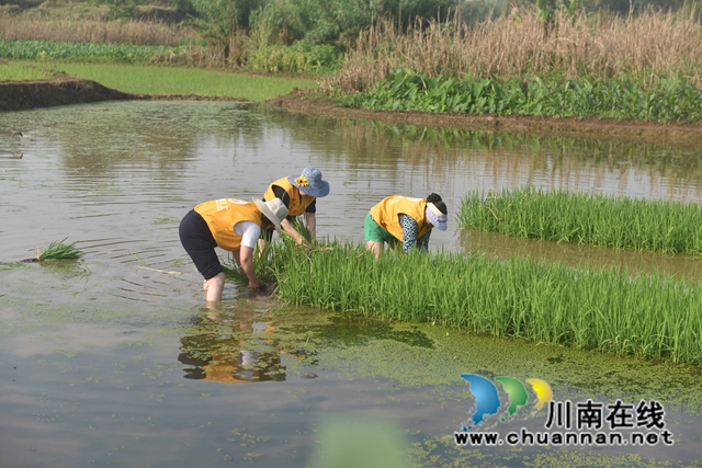 扯秧苗（黄蓉摄）.jpg