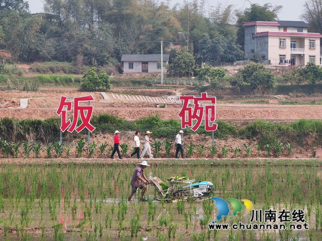 泸县海潮镇：守牢农业芯，发展水稻制种3000亩