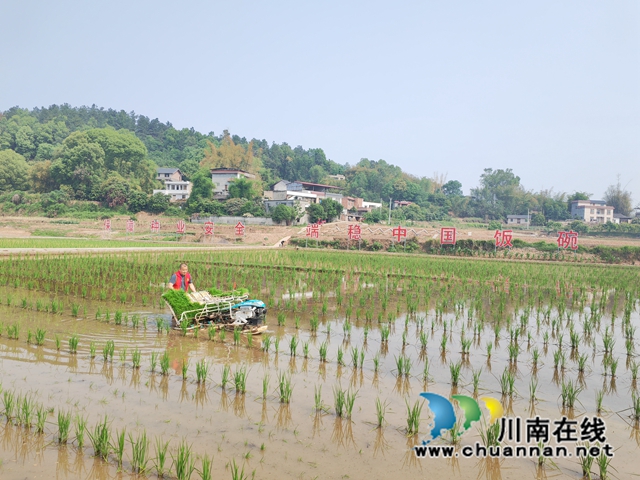 彭汝楷在示范机插母本秧苗1（曾佐然摄）.jpg