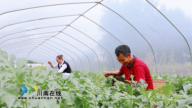 龙马潭：西瓜疏果，让西瓜更好、腰包更鼓