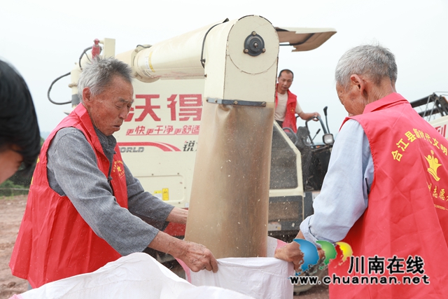 合江县符阳街道：百亩小麦迎丰收
