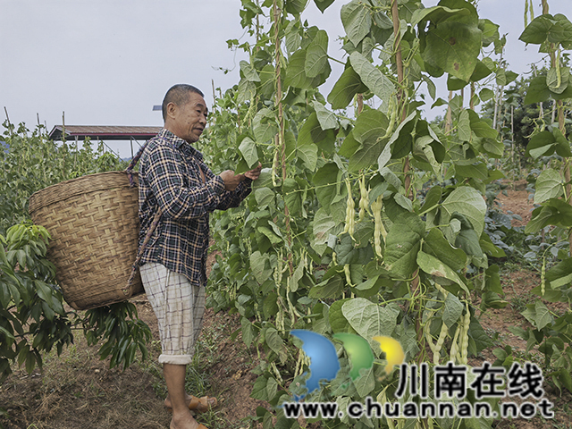 院民采摘四季豆蔬菜（曾佐然摄）.jpg