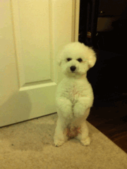 1.gif