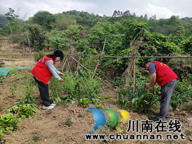 泸县玉蟾街道开展禁种铲毒踏查工作