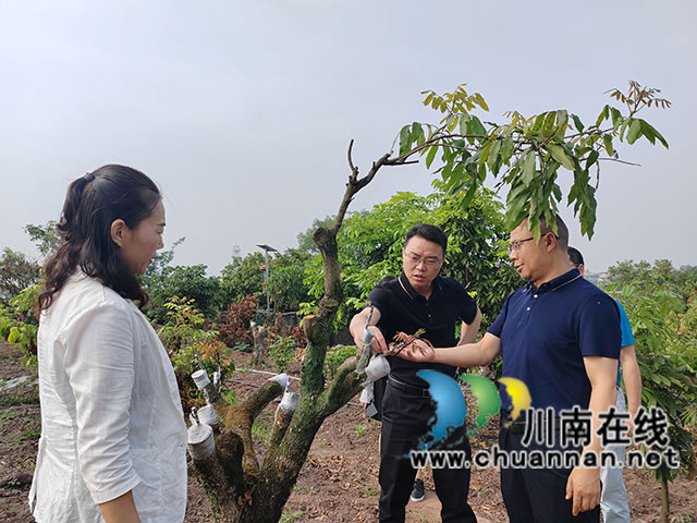 泸县县委副书记吕先到云龙镇调研龙眼产业发展情况