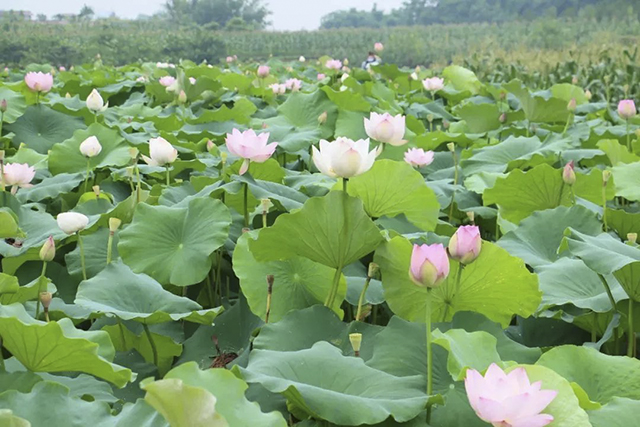 这个初夏，搭乘荷花基地专班公交，直达咀阳村赏荷花~
