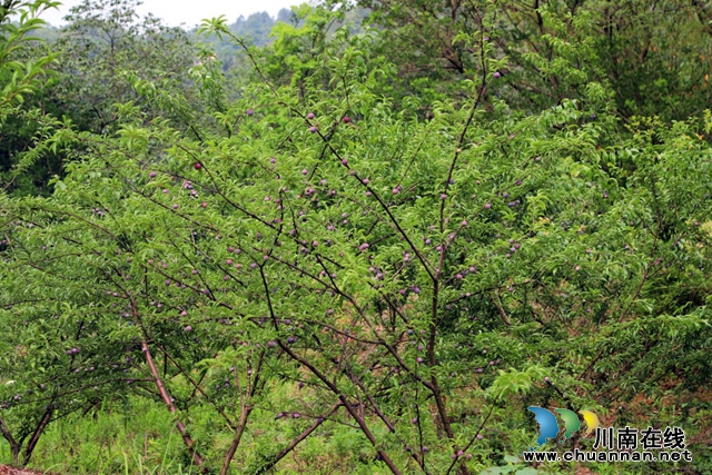 1.沿着玉蟾街道玉蟾山风景区林间小径深入腹地，可见一个被青山绿水环绕的林区村——古二井村，得天独厚的自然条件，孕育了勤劳淳朴的古二井村民，他们在山中栽种李子700余亩。.JPG