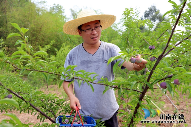 5.说到李子树的种植历史，村民潘涛说还是要感谢脱贫攻坚带来的政策福利。“8年前，政府为了让我们村民脱贫致富，村集体率先在石沟种植了李子，从而带动了村民抱团发展。”.JPG
