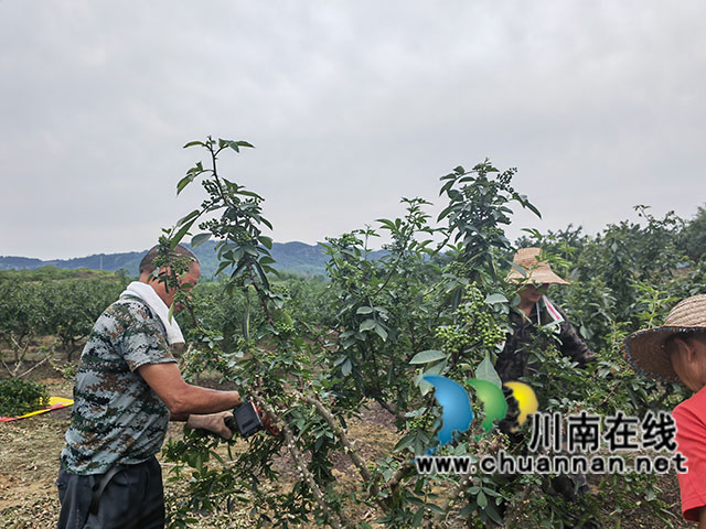 采摘花椒1（曾佐然摄）.jpg