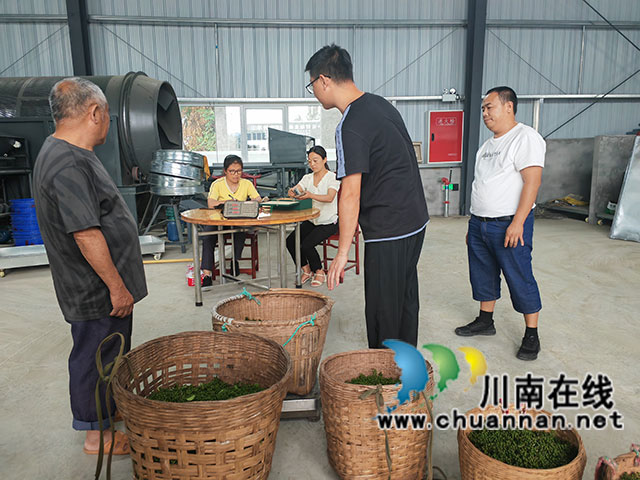 驻村第一书记韩月在收椒现场（曾佐然摄）.jpg