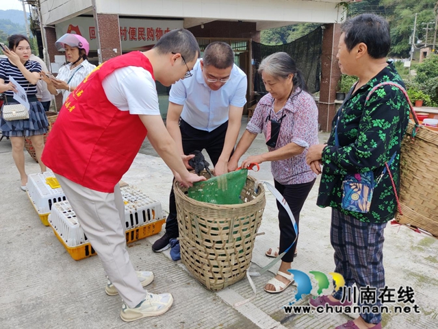 合江：林下“跑步鸡”跑出乡村振兴致富路