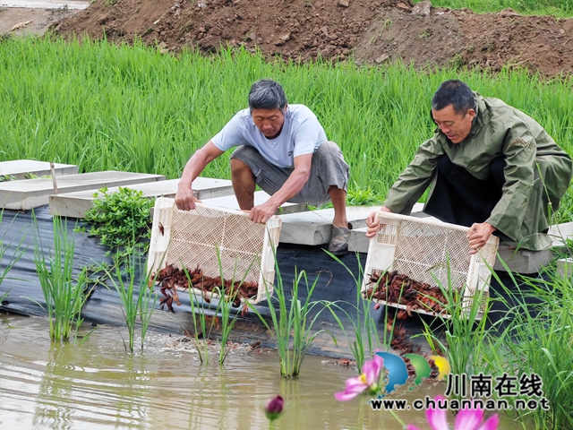 泸县玄滩镇抢抓农时集中投放大头虾虾苗