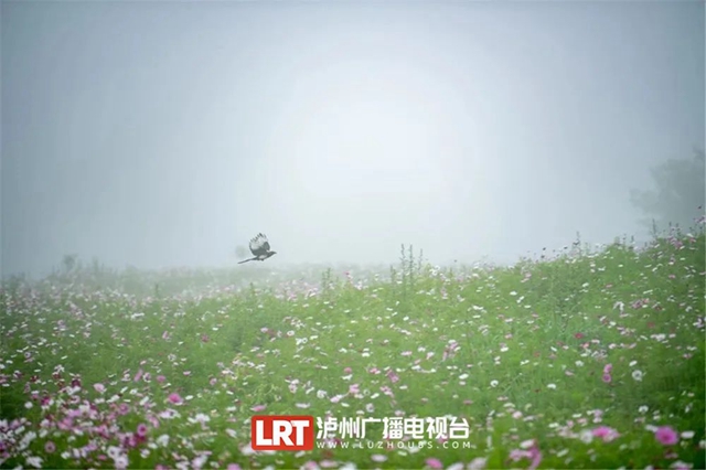 泸州:清凉一夏,8个点位可参考(图3) 3.jpg