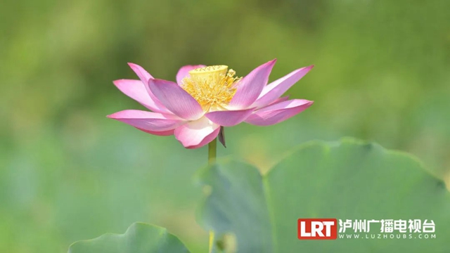 多图|在江阳区咀阳村,有一片仲夏的浪漫……(图10) 10.jpg