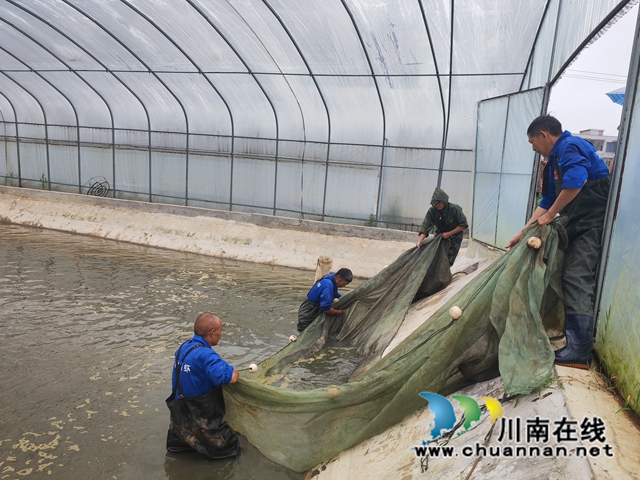 捕虾苗（曾佐然摄）.jpg