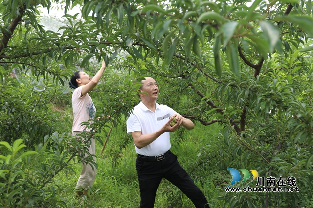 游客正在采摘.JPG