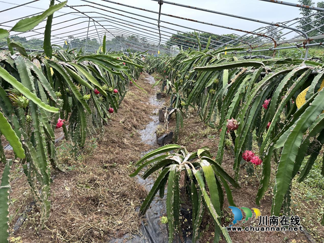 宜宾市南溪区长兴镇：火龙果铺就“红火”致富路