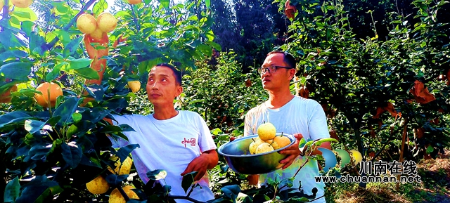 江阳区分水岭镇： 1600亩翠冠梨丰收鼓起农民“钱袋子”