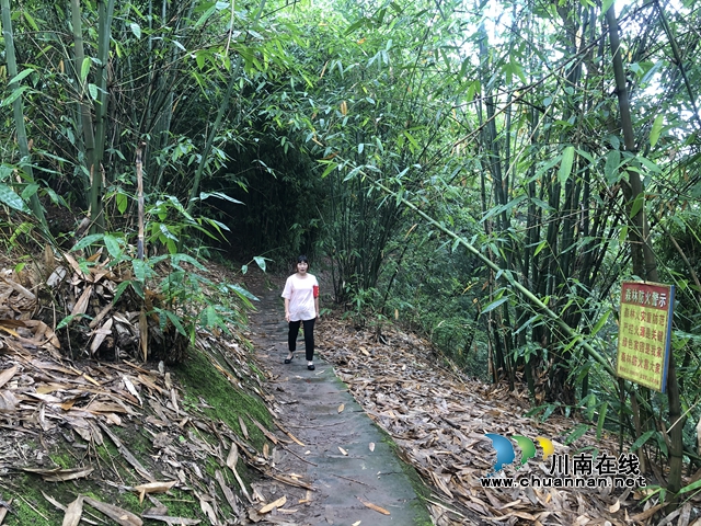 泸县云龙镇：时刻绷紧“安全弦” 筑牢森林“防火墙”