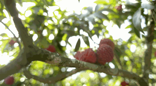 1.gif