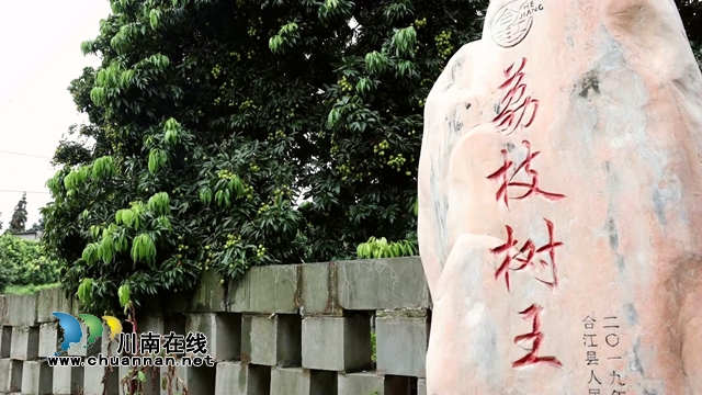 合江最古老荔枝树树龄约1000年[00-00-56][20230718-094204442].jpg